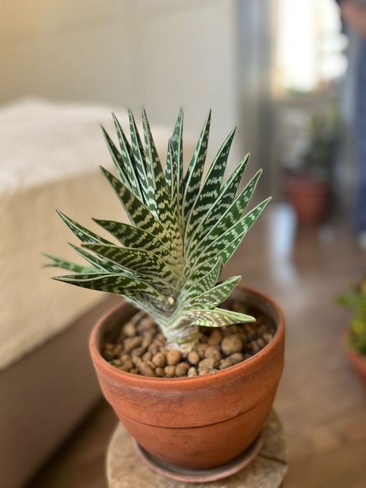 Комнатные цветы _