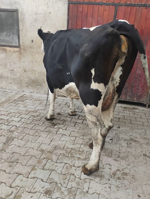 Vând vaca buna de lapte cu vițel