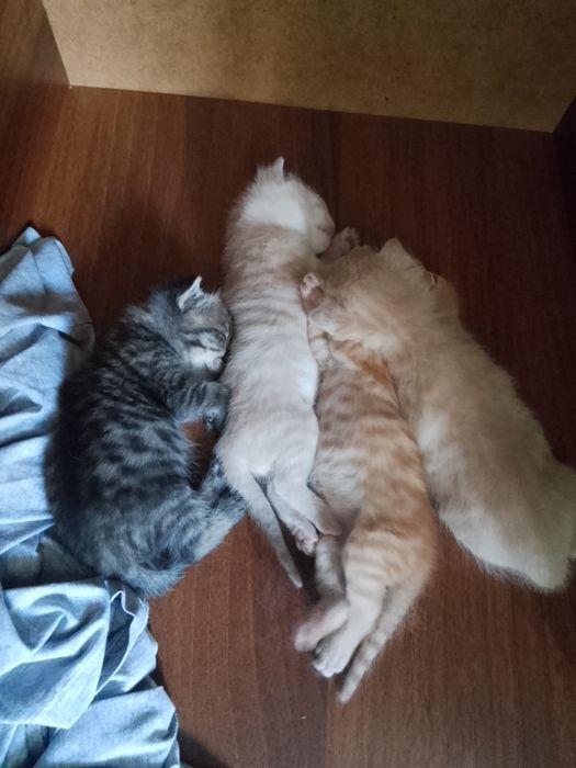 Продам кошки срочно