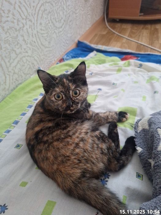 Отдам котёнка в добрые руки