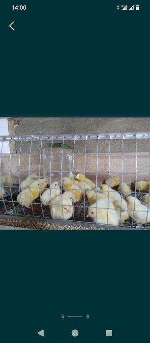 Цыплята бройлер КОББ500