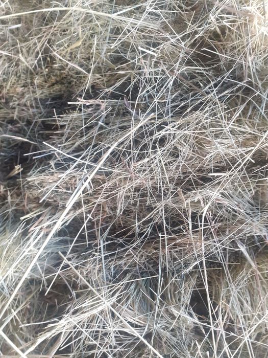 De  vânzare  baloți   de fân  ținuți la adăpost și   ovăz  sămânța