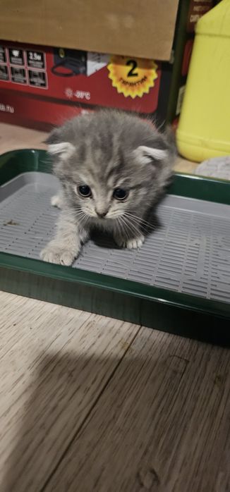 Продам котят скотиш фолд девочки