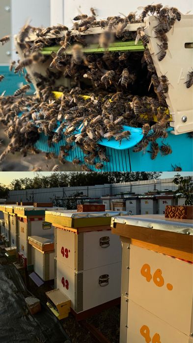 MIERE De Albine 18 Ron