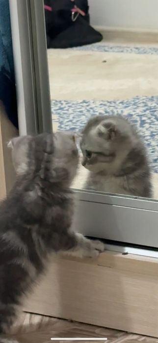 Шотландская кошка