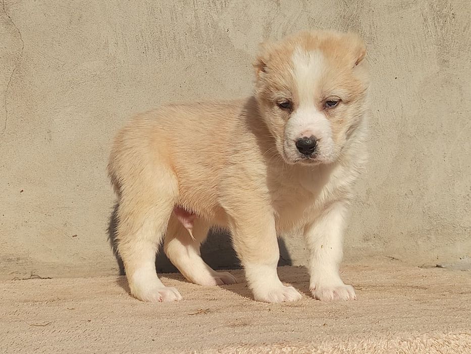 Шикарные щенки САО АЛАБАЙ