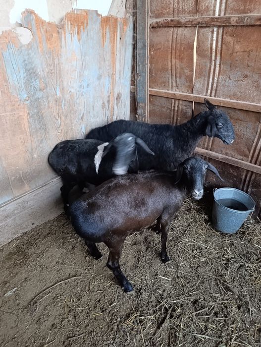 Продам жирных тохтушек