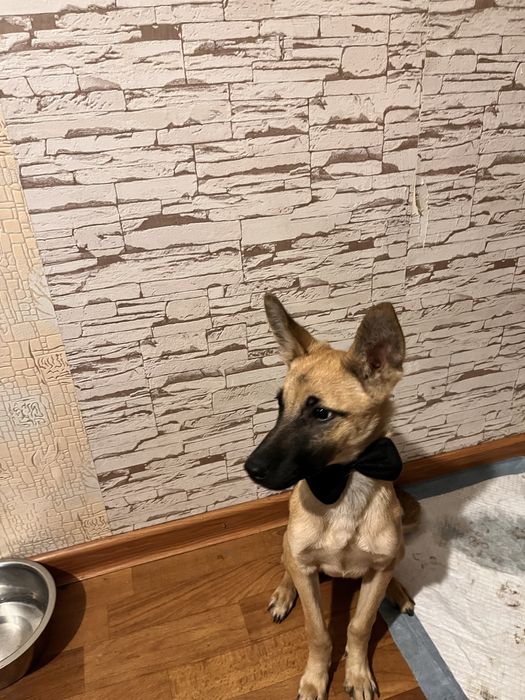 Щенята-задорные собачата