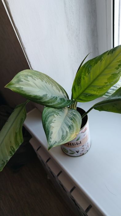 Каланхоэ отдам за 500тенге