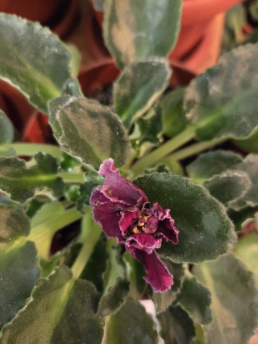 Продам фиалки цветущие