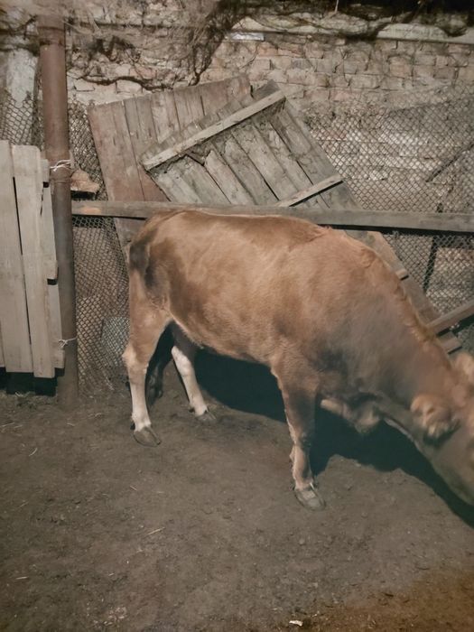 Продам быка и толку