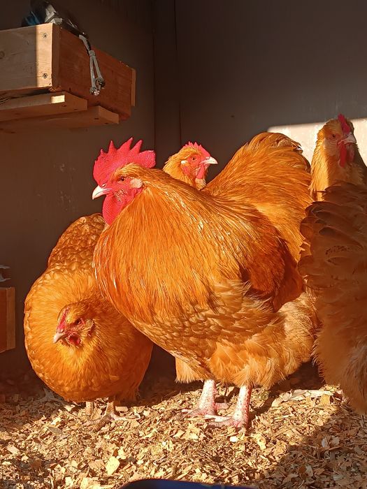 ИЯ палевый орпингтон