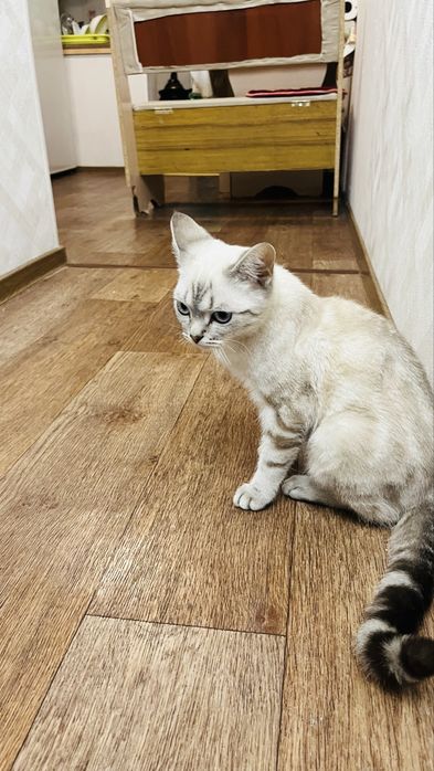 Котенок мальчик 9 месяцев