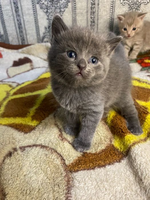 Продам британских котят 5 тыс