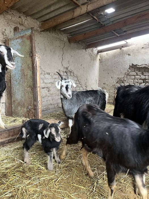 Ешкілер сатылады!