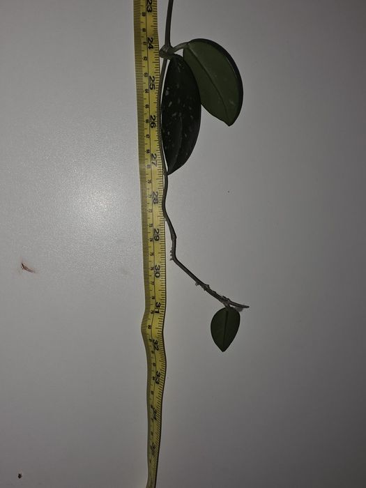 Hoya floare infloritoare