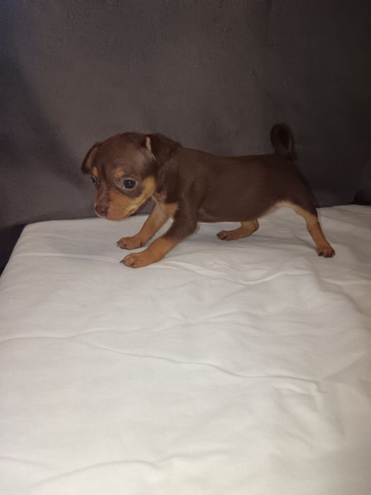 Продам щенков русского той-терьера