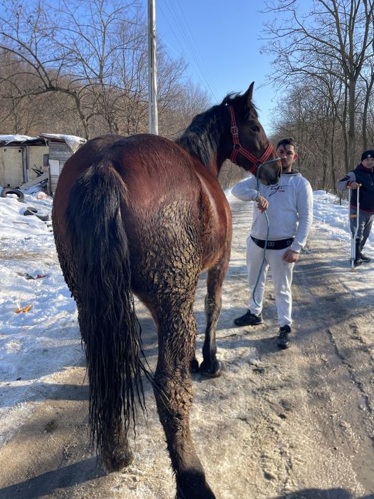 Vand manza de un an si 5lunu