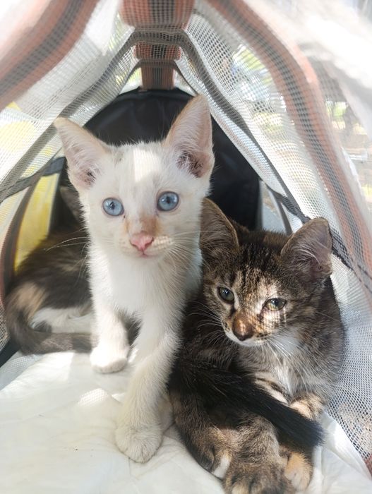 Отдам котят подростков