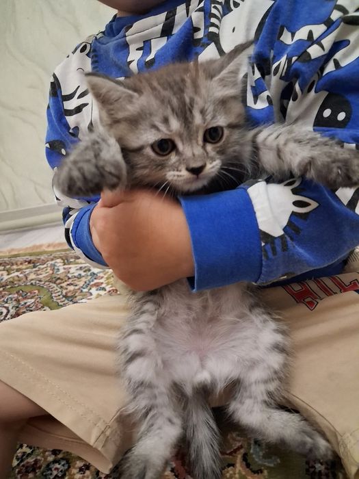 Мальчики котята ищут дом