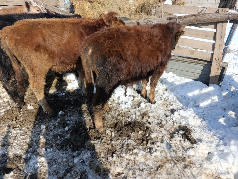 Продам хороший телят