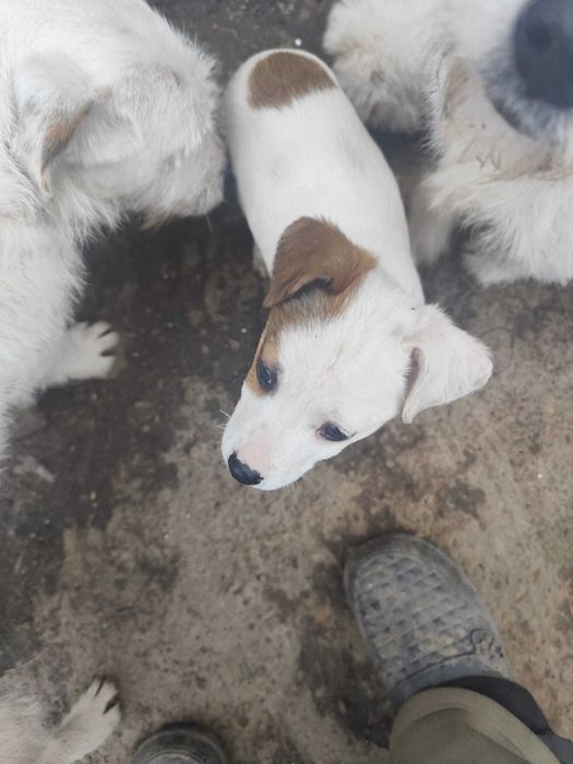 Donez cățelușe  metișe