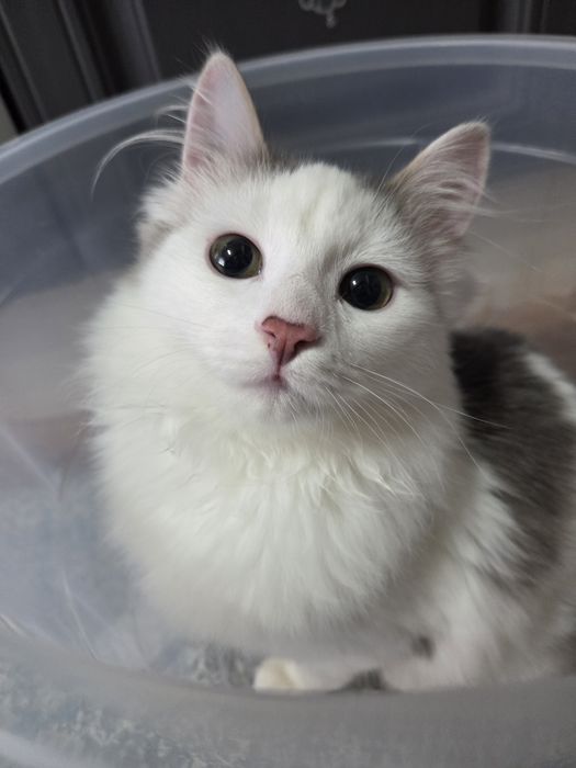 Киса  в добрые ручки.