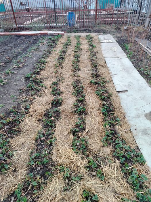 Продам дом-дачу