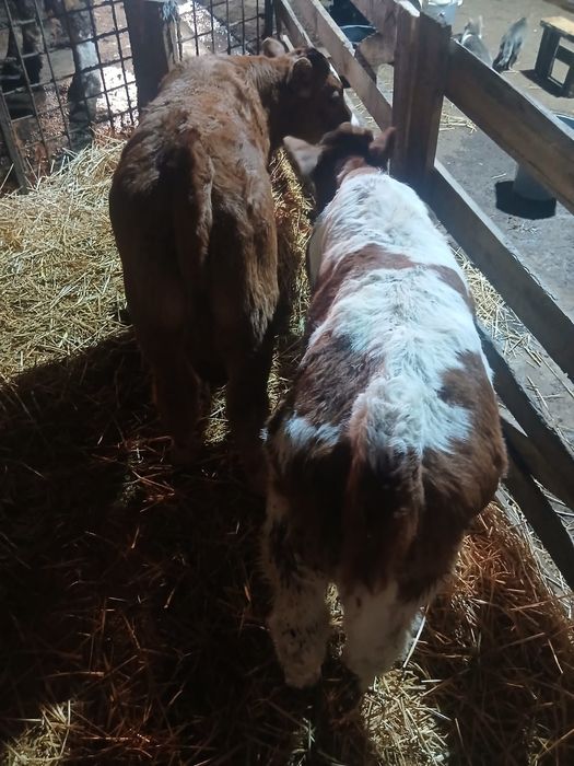 Viței de vânzare !!!3500 bucata