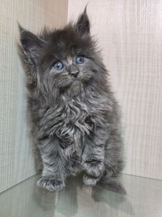 Мейн-кун продажа