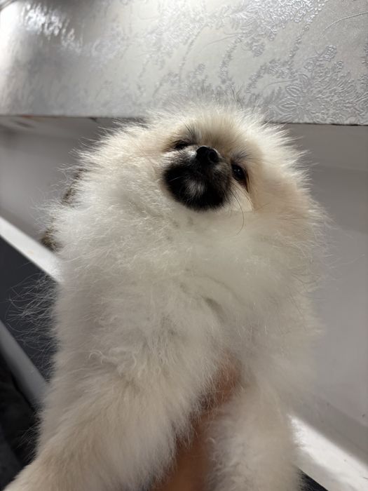 Pomeranian cu pedigree