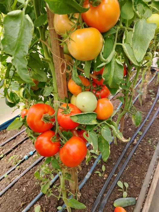 Продам помидоры, огурцы прямо с куста