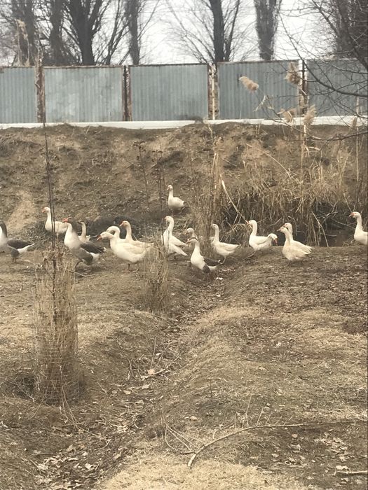 Продам гусей, срочно!