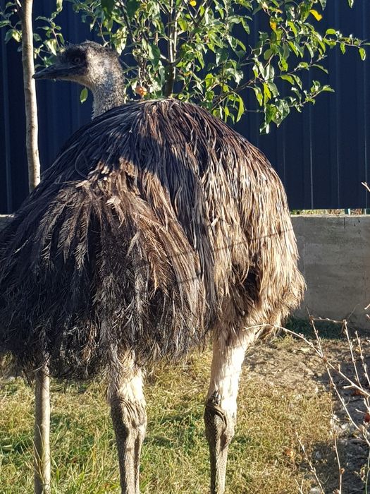 Vand strut emu mascul