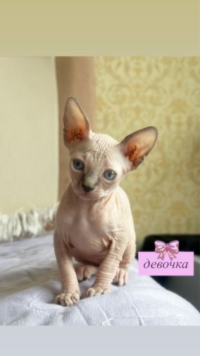 Котята канадского сфинкса