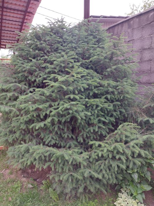 Ёлки 4 метра .Самовывоз