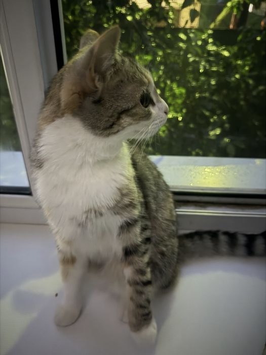 Отдам котенка в хорошие руки