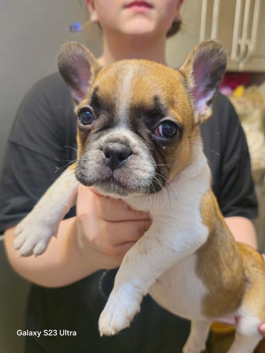 Продам щенка французский бульдог