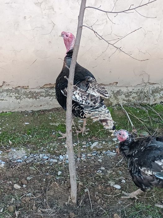 Индюктер сатылады 2 штук