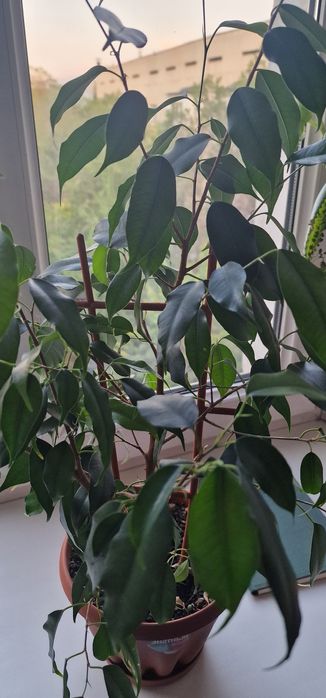 Фикус Бенджамина