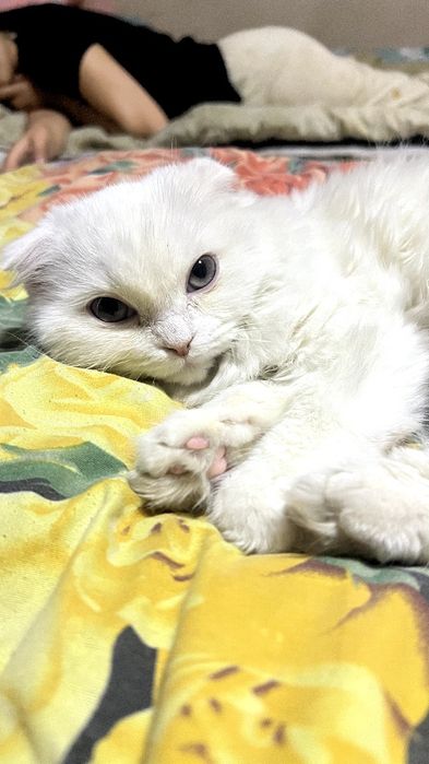 Кошка Scottish Fold