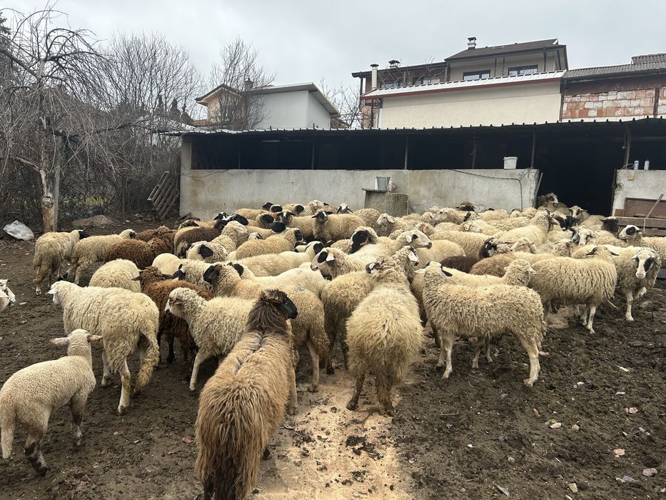 Продавам овце и агнета