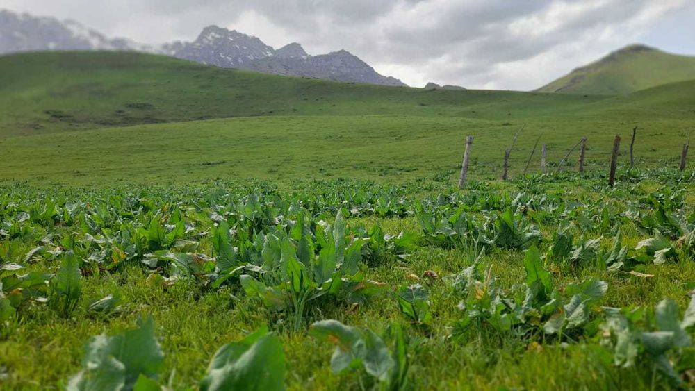 Срочно продается фазенда