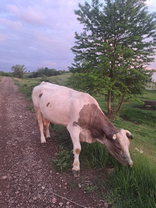 Vand vaca cu vitel jud. Hunedoara