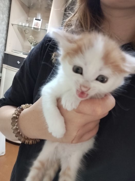 В добрые руки котенок мальчик