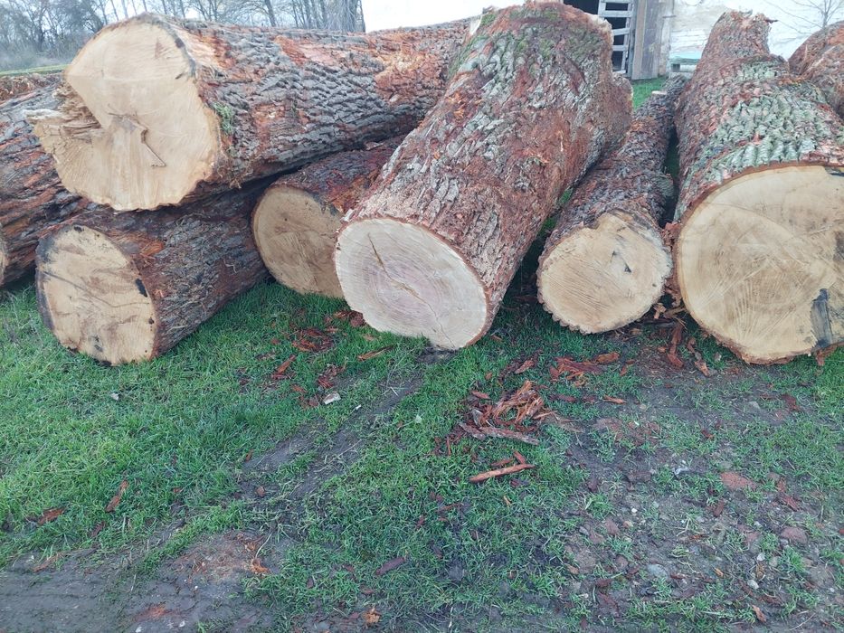 Vand bustean de Stejar