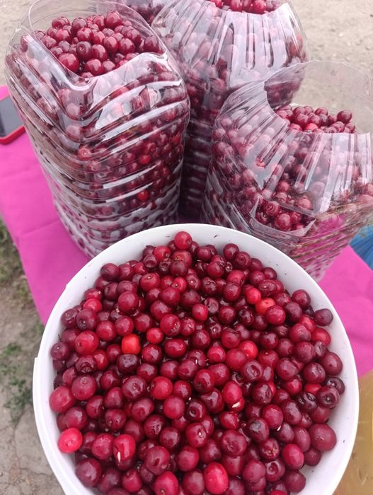 Продам вишню от 5 л