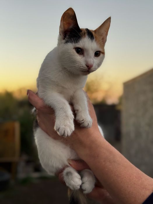 Отдам котят, в хорошие руки