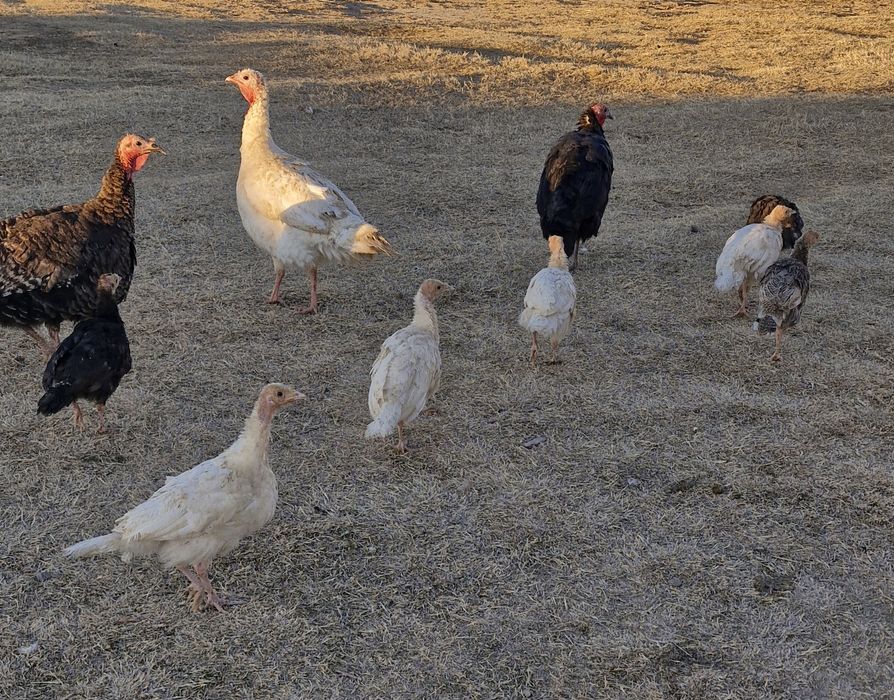 Kurka jujalari sotiladi 3 oylik