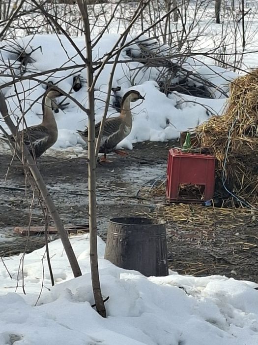 gascani din primavara